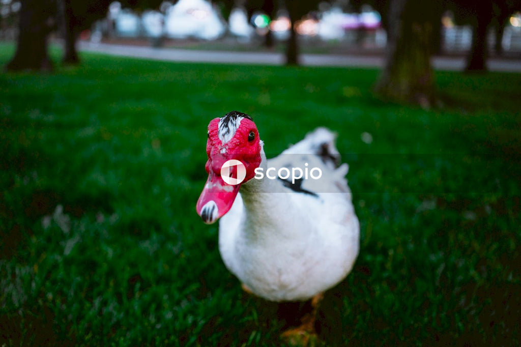 Portrait of white duck with red beak sitting on green grass