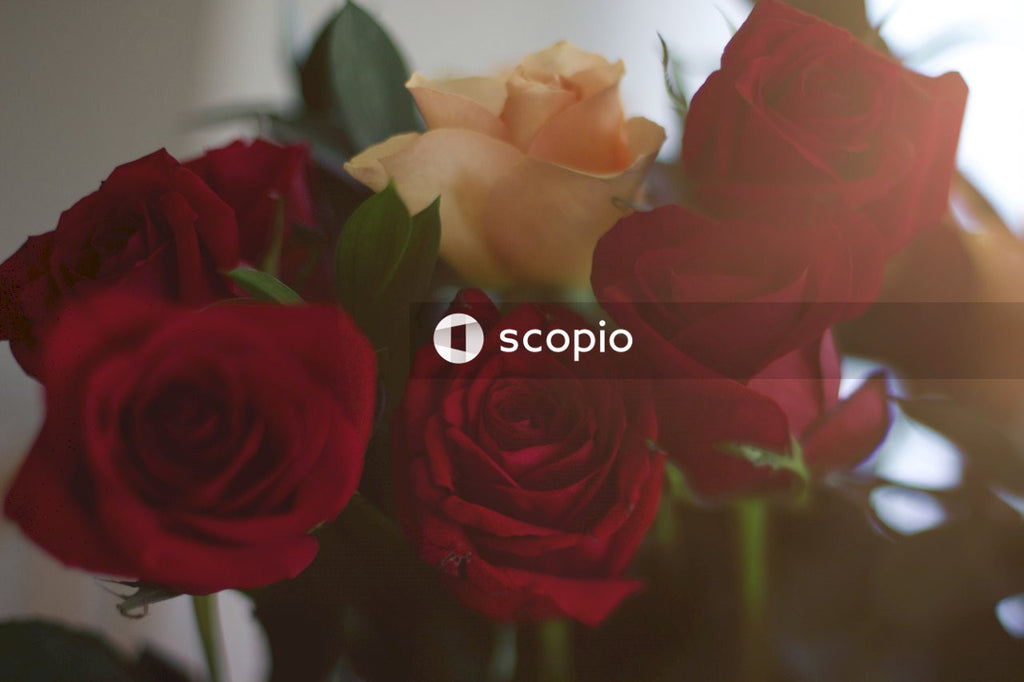 Red and orange roses in close up