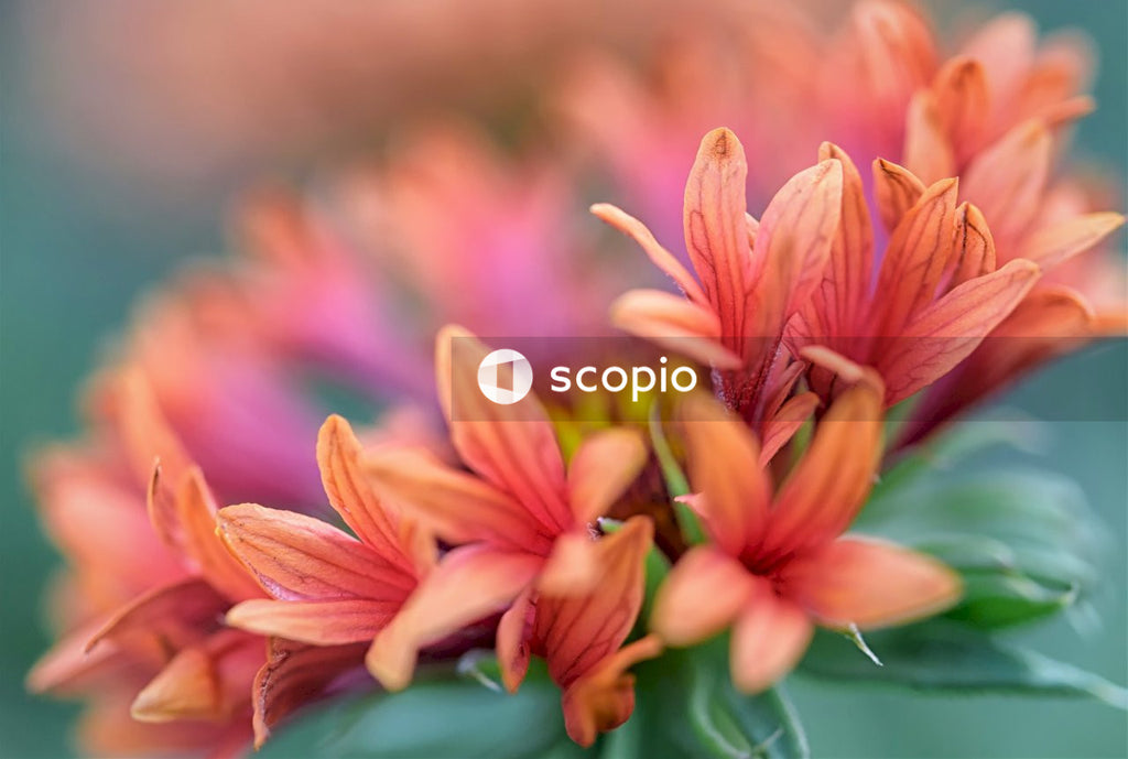 Pink and yellow flower in tilt shift lens