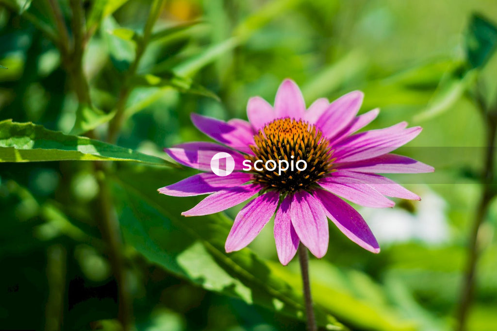 Purple flower in tilt shift lens