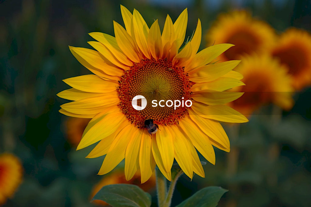 Yellow sunflower in close up