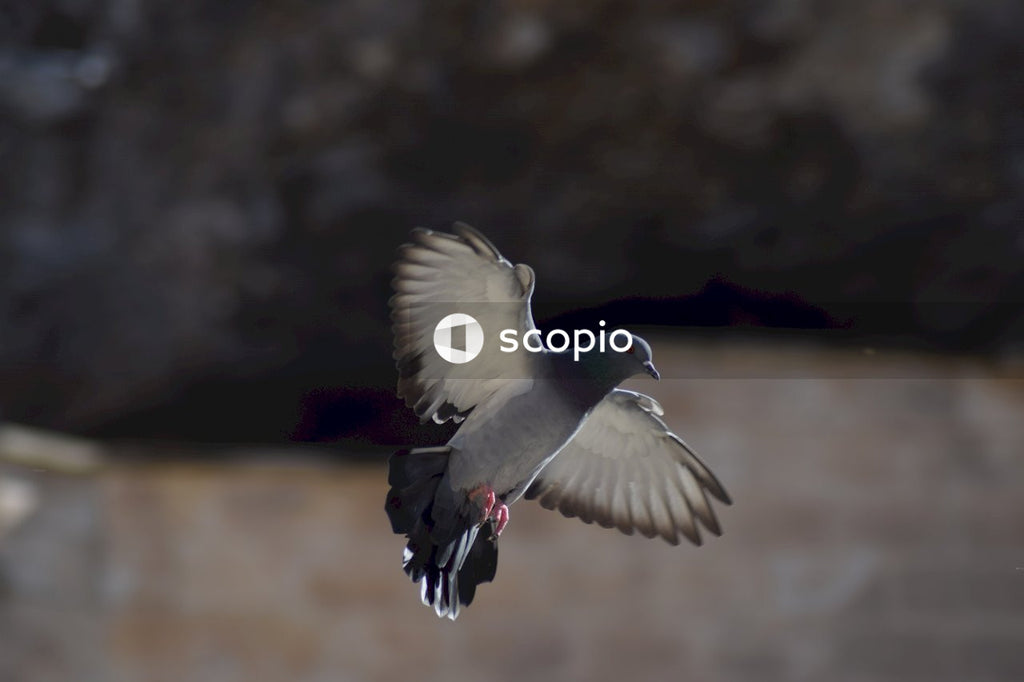 White and black bird flying