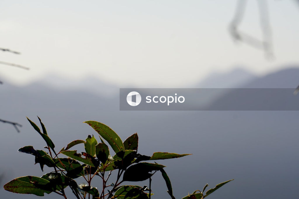 Green leaves with mountain background