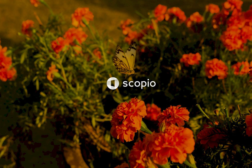 White and black butterfly on orange flower