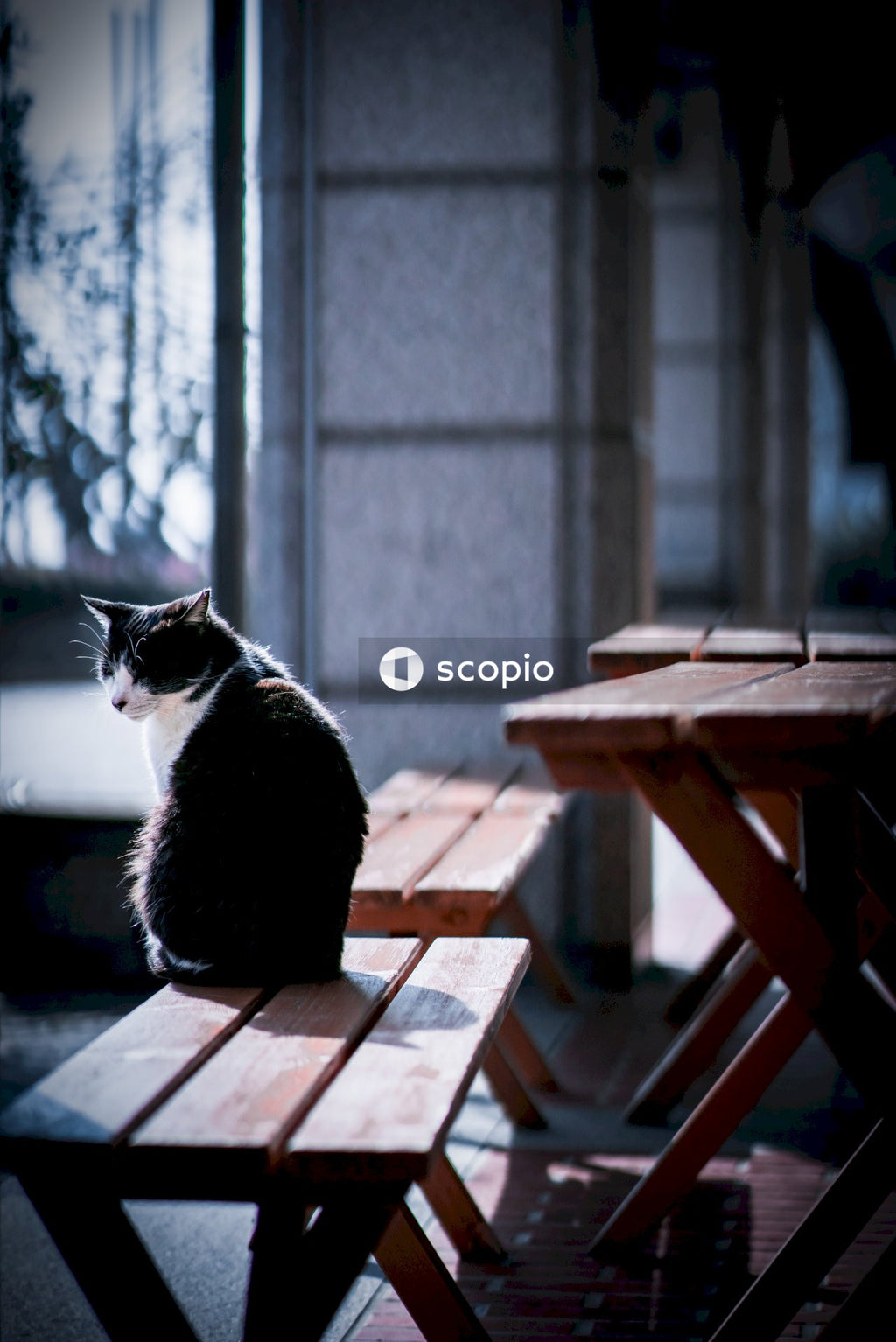 Black and white cat sitting on wooden bench at picnic table