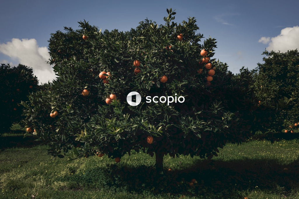 Person showing tangerine tree