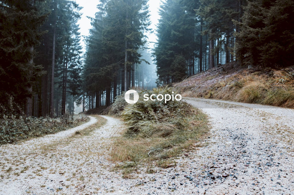 Green pine trees on brown dirt road