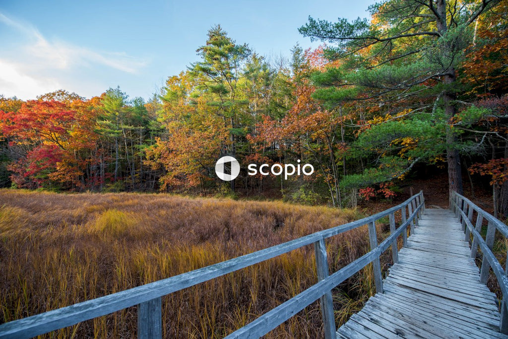 Brown wooden bridge between green and brown trees under blue sky