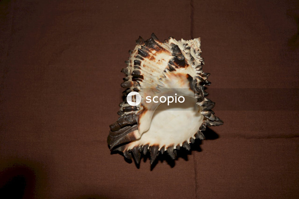 White and brown seashell on brown textile