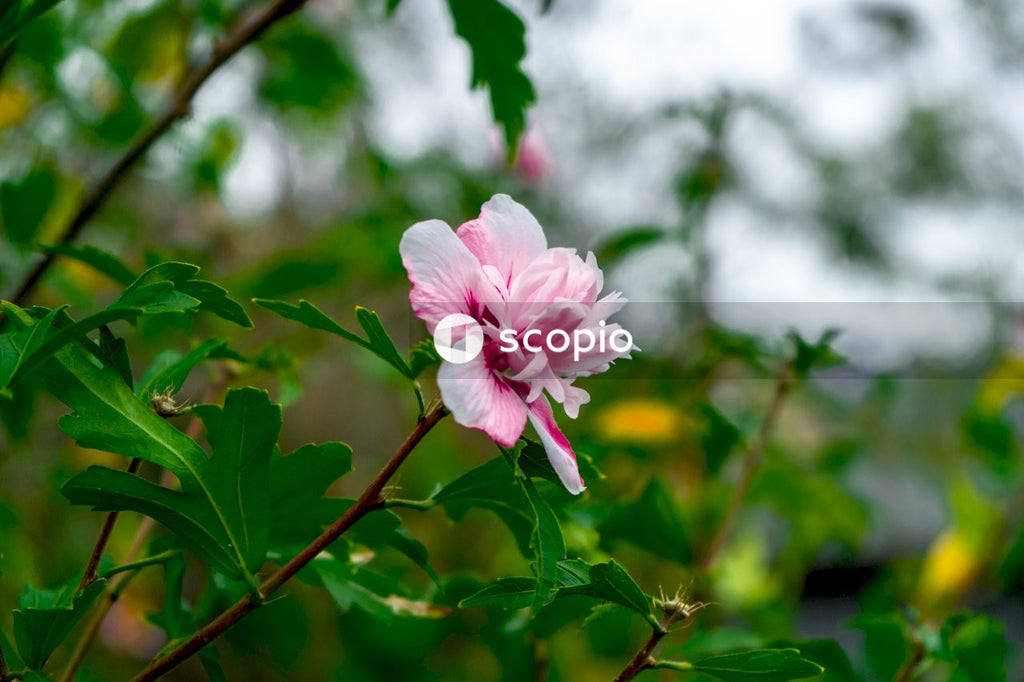 Pink flower in tilt shift lens