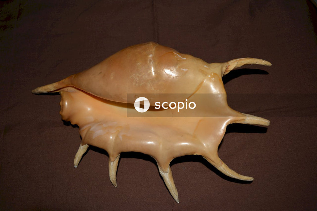 Brown and white animal skull