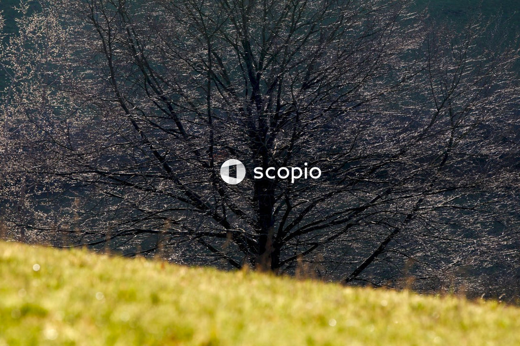 Leafless tree on green grass field