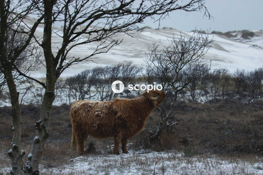 Snowy pasture with a brown highland cow