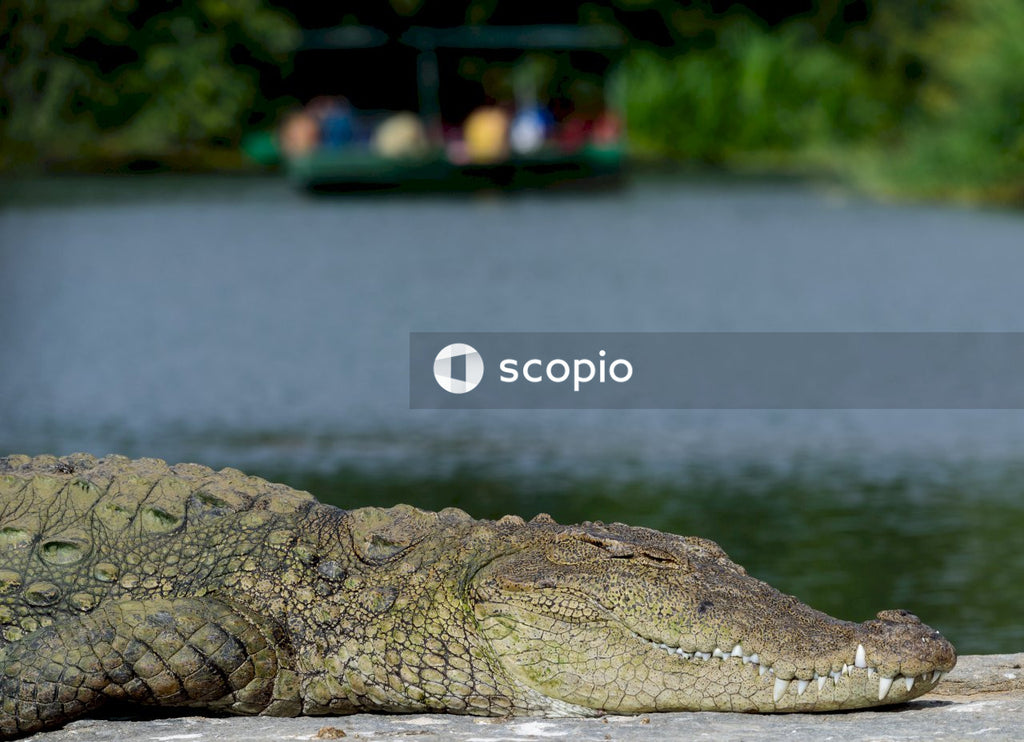 Brown crocodile on body of water