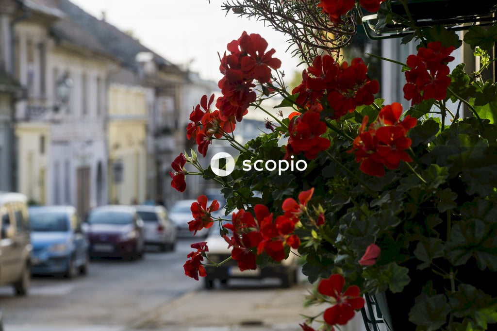 Red flowers with green leaves