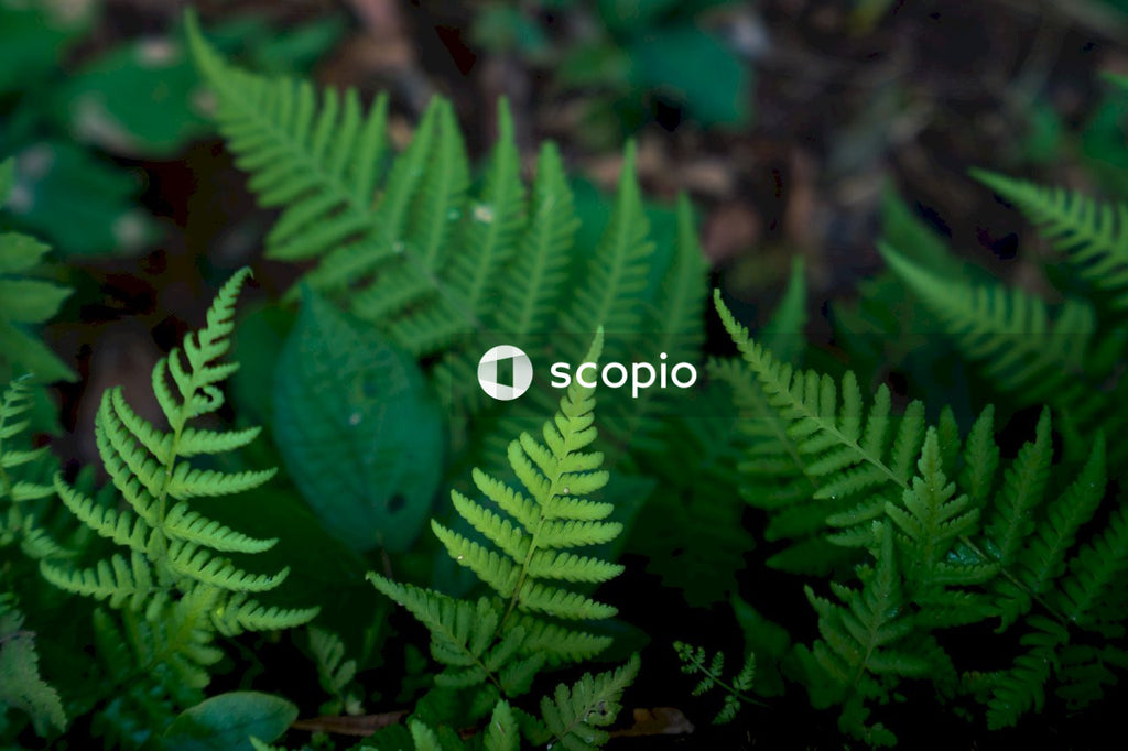 Green fern plant in close up
