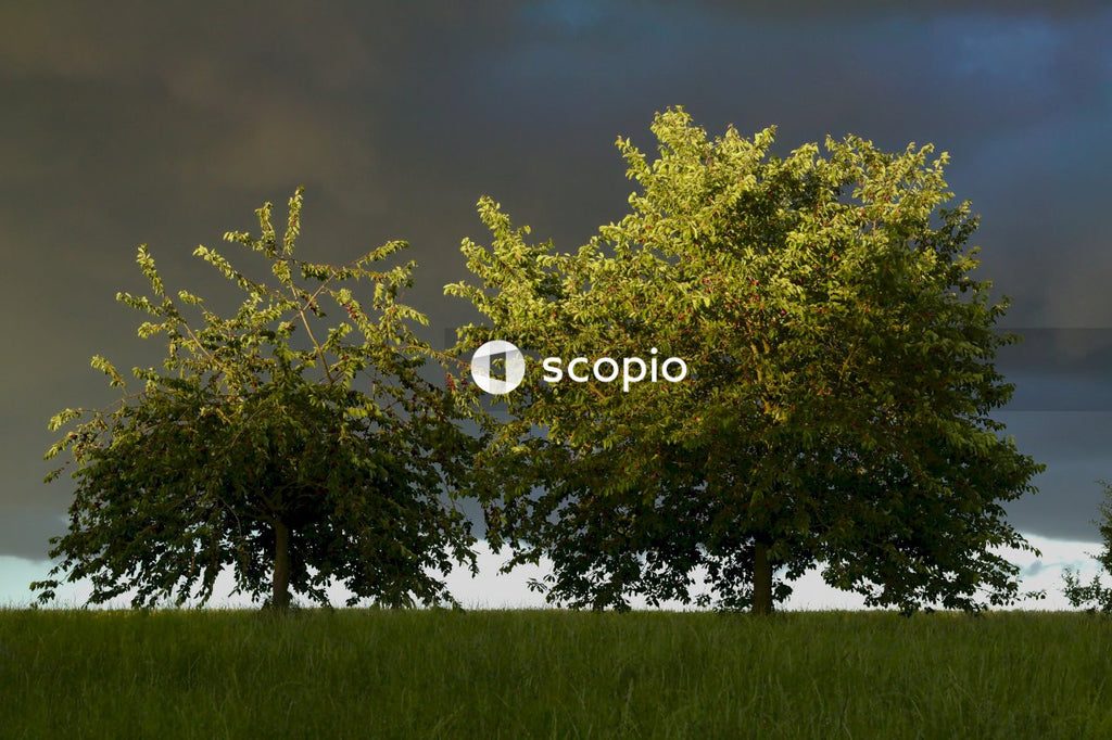 Green tree on green grass field under cloudy sky