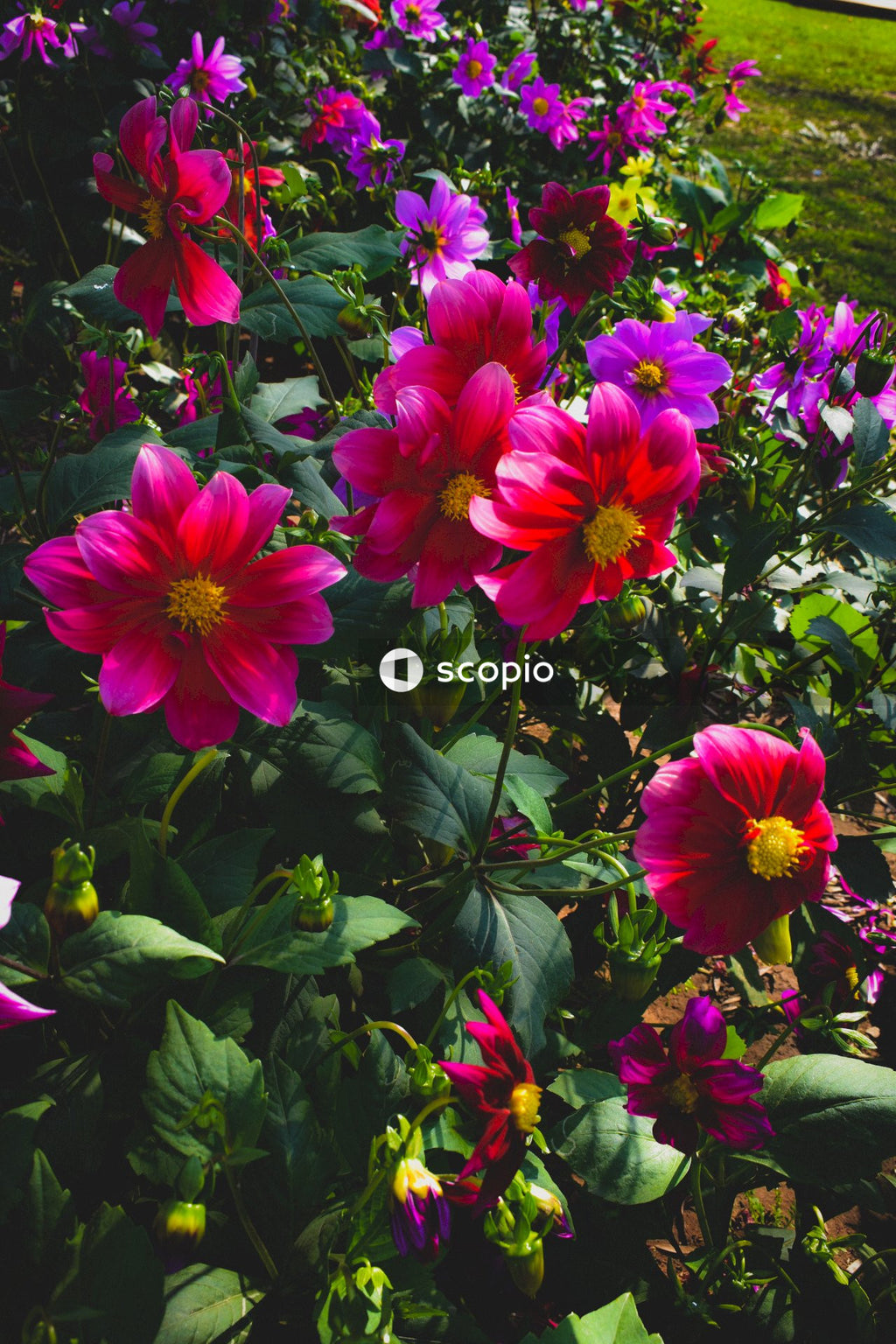 Pink flowers with green leaves