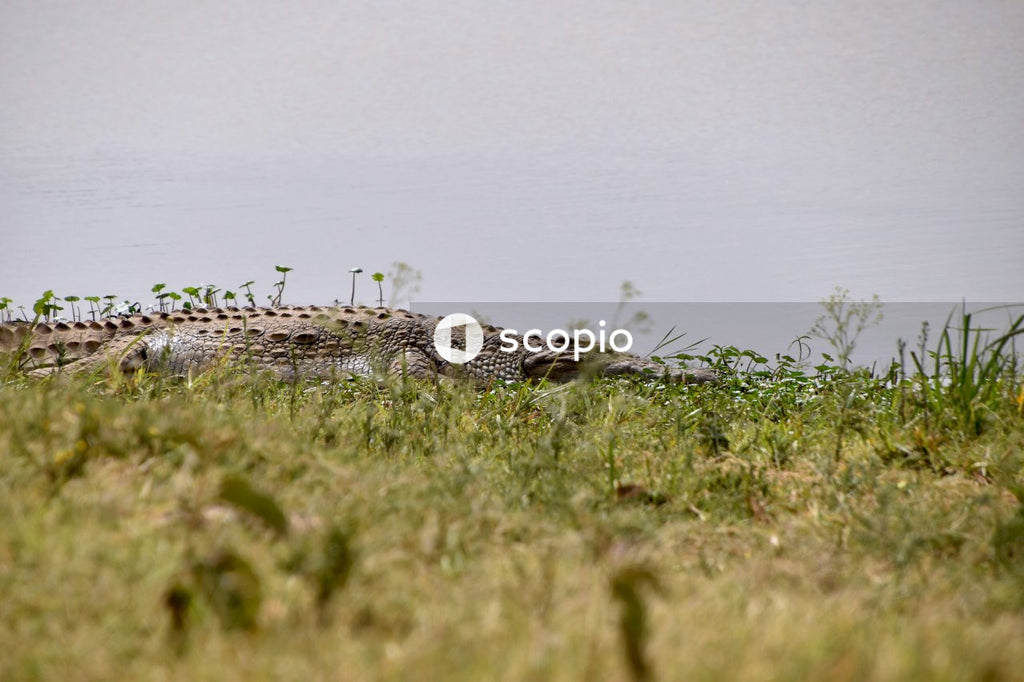 Brown and black crocodile on green grass field
