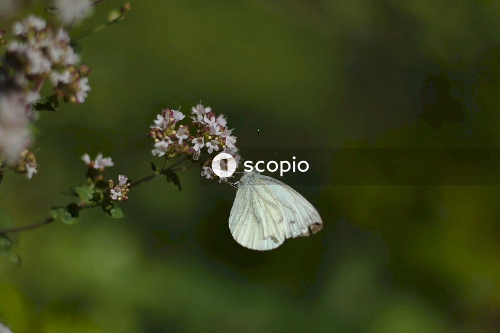 Small cabbage white butterfly sitting on white flower with bokeh background