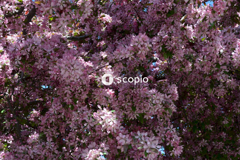 Pink and white flowers