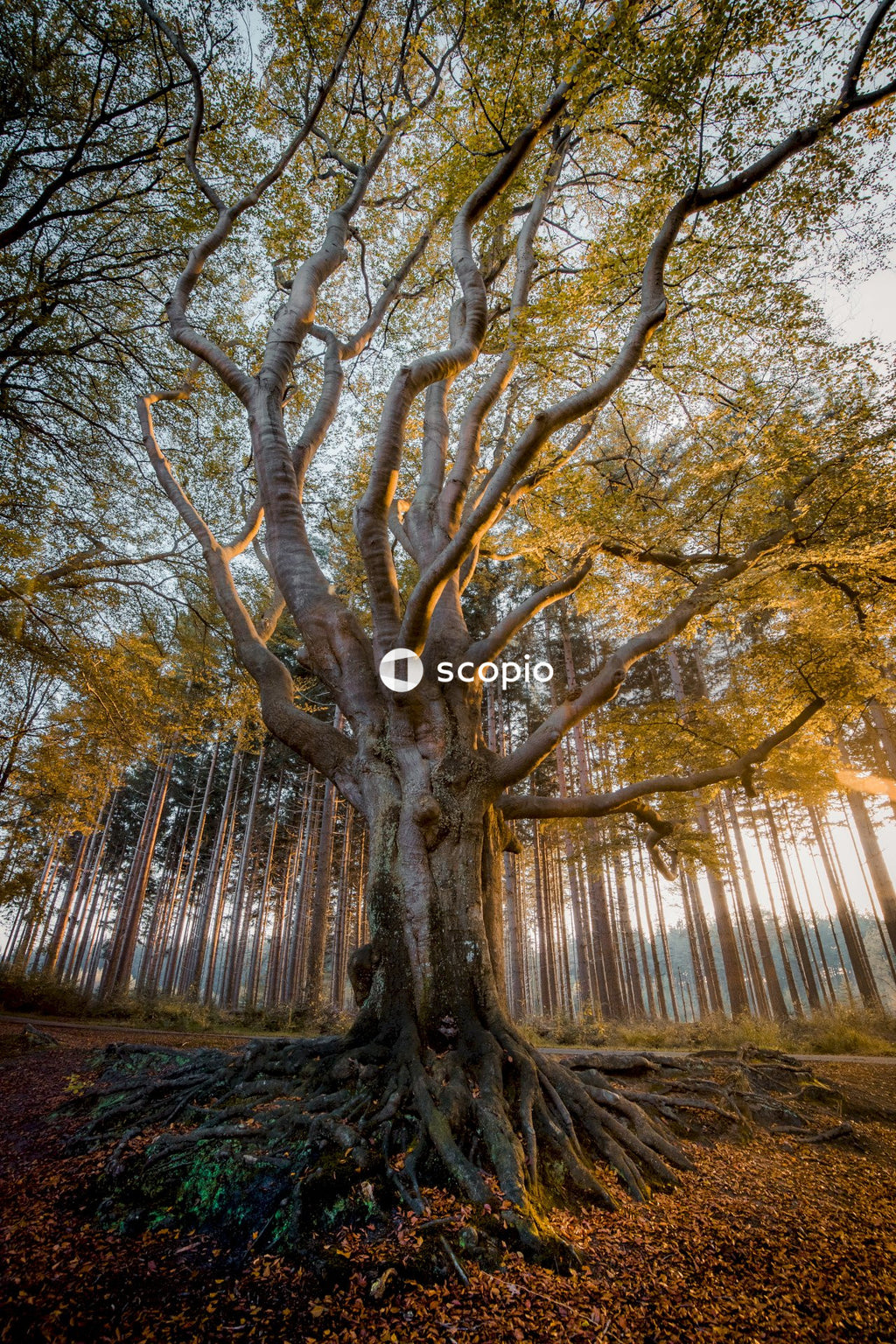 Long branches in trees