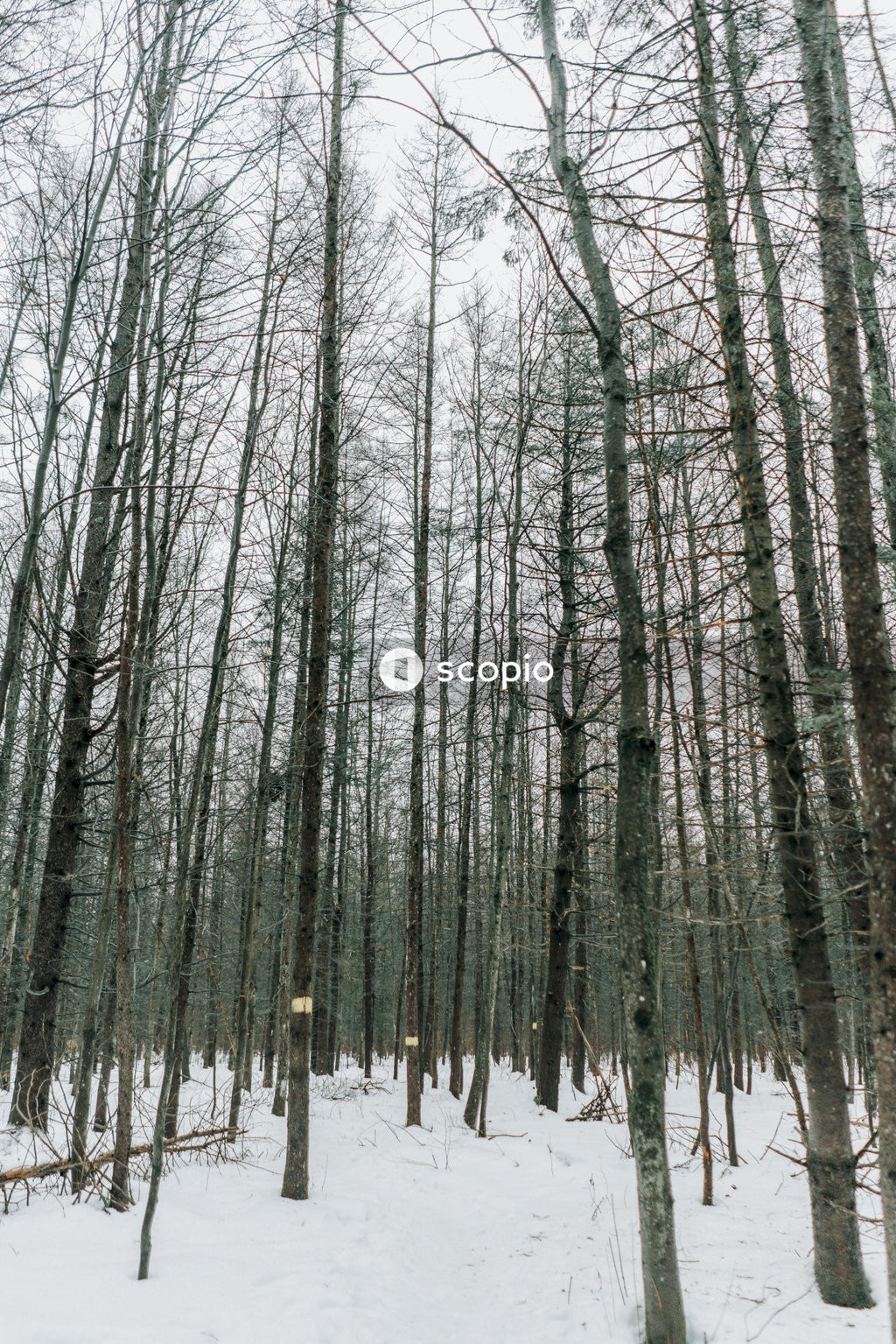 Long-narrow trees