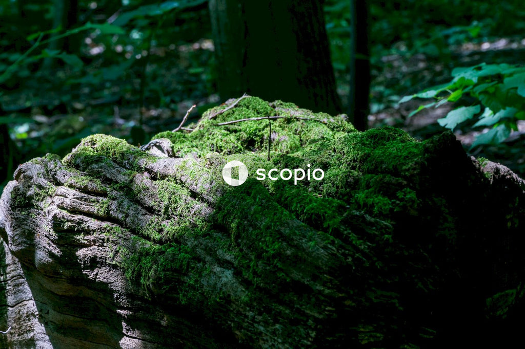 Green moss on brown tree trunk