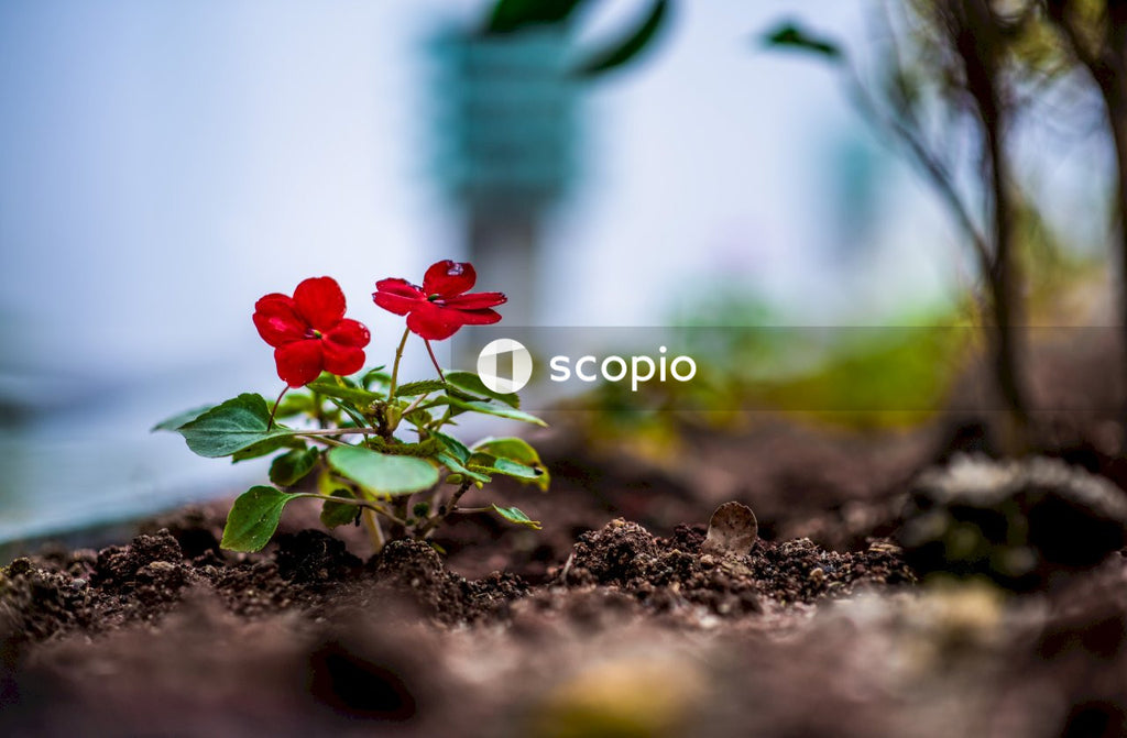 Red flowers in bloom