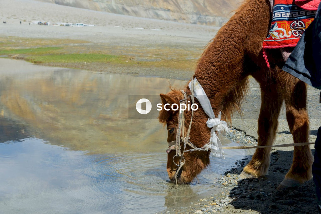 Brown horse on water