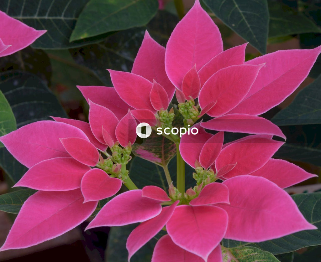 Pink 5 petaled flower in close up