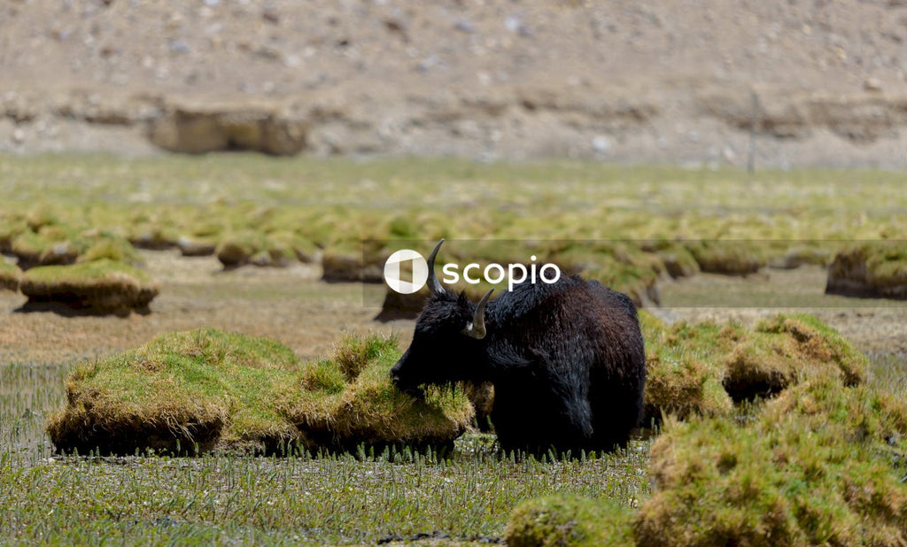 Black bison on green grass field