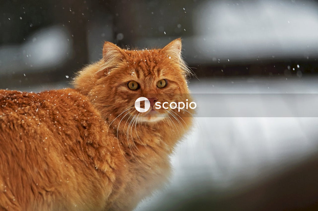Orange cat outdoors in winter