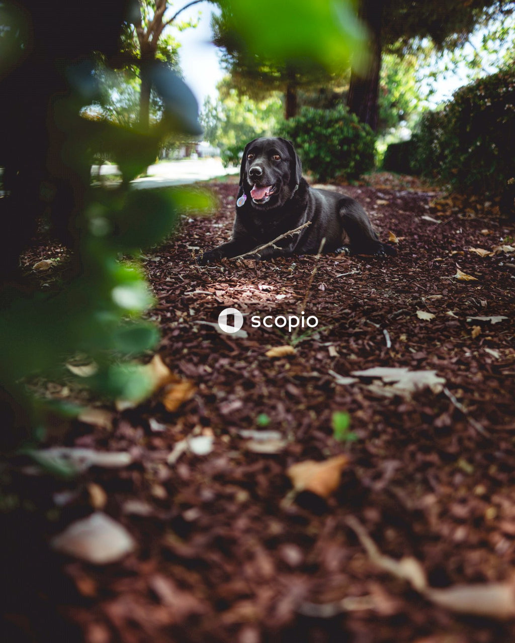 Black Labrador retriever lying in park