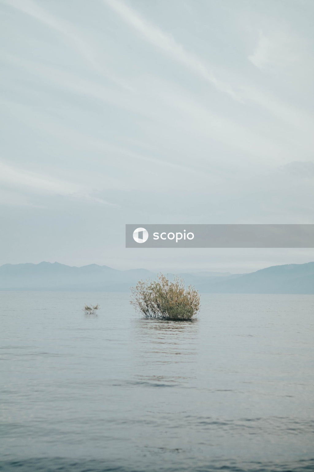 Green plant on body of water