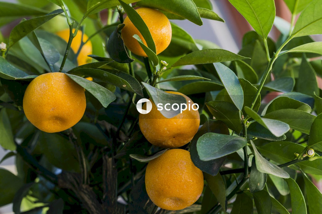 Orange fruit on green leaves