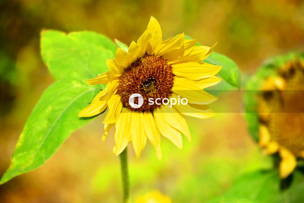 Yellow sunflower in tilt shift lens