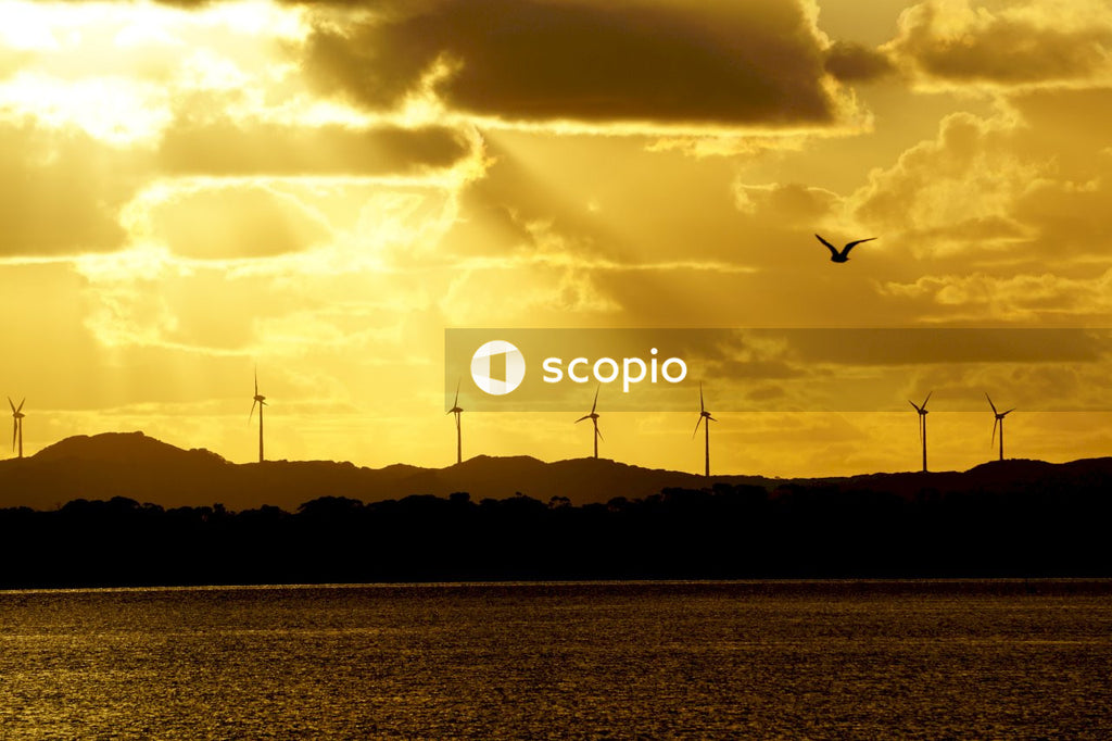 Silhouette of birds flying over the sea during sunset
