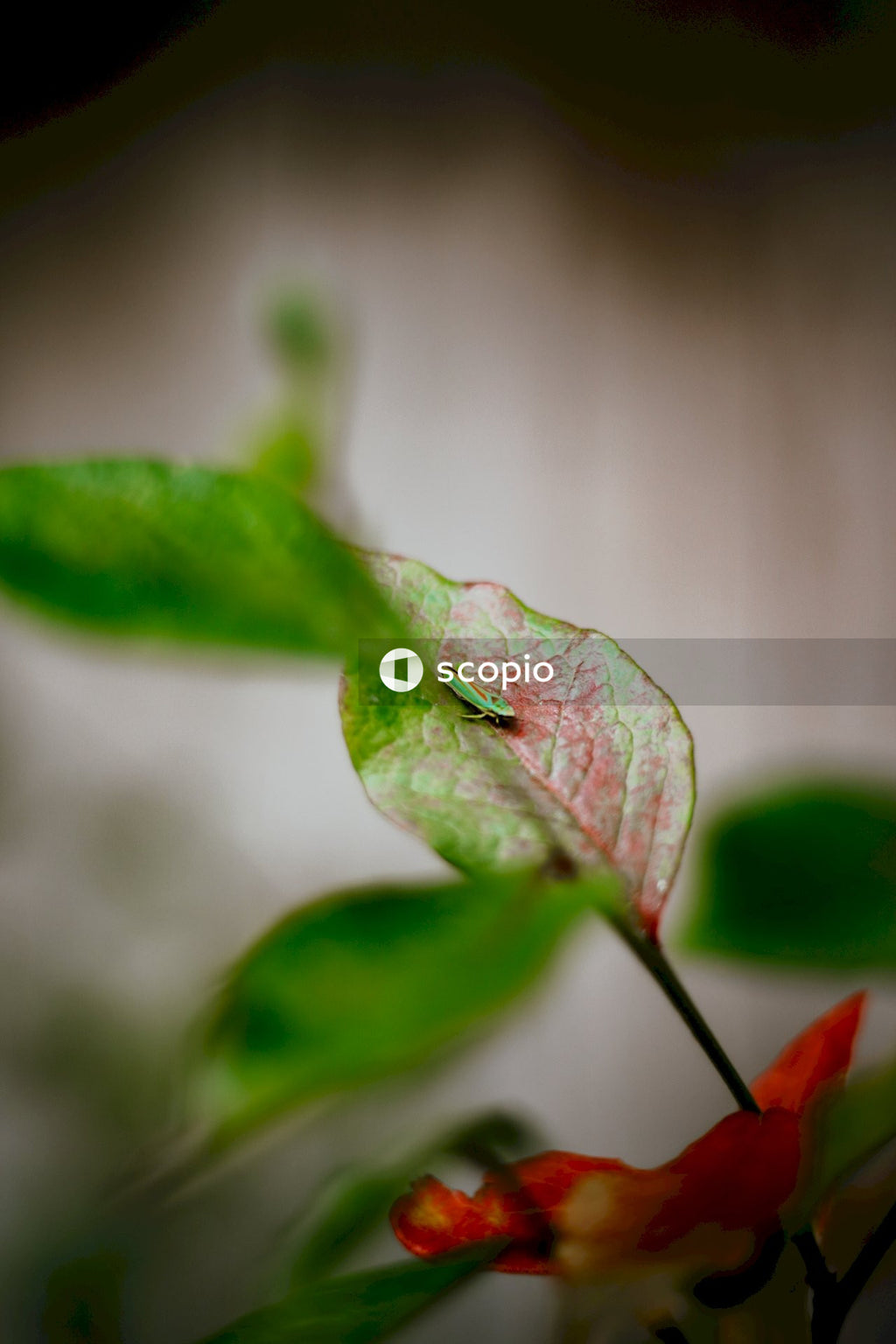 Green leaf with water droplets