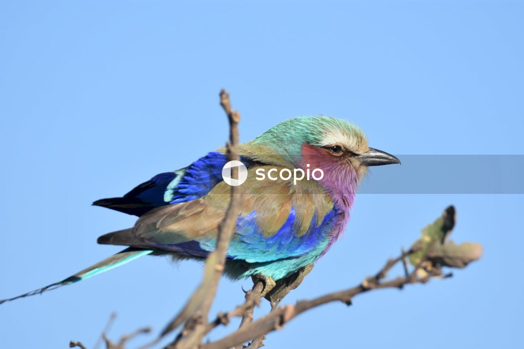 Blue and green bird on brown tree branch