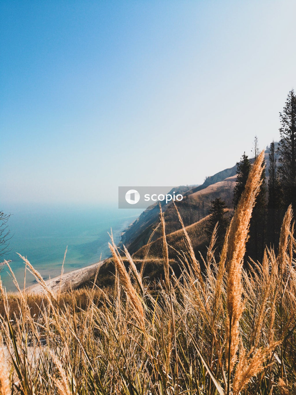 Cliffside Grasses Overlooking the Ocean