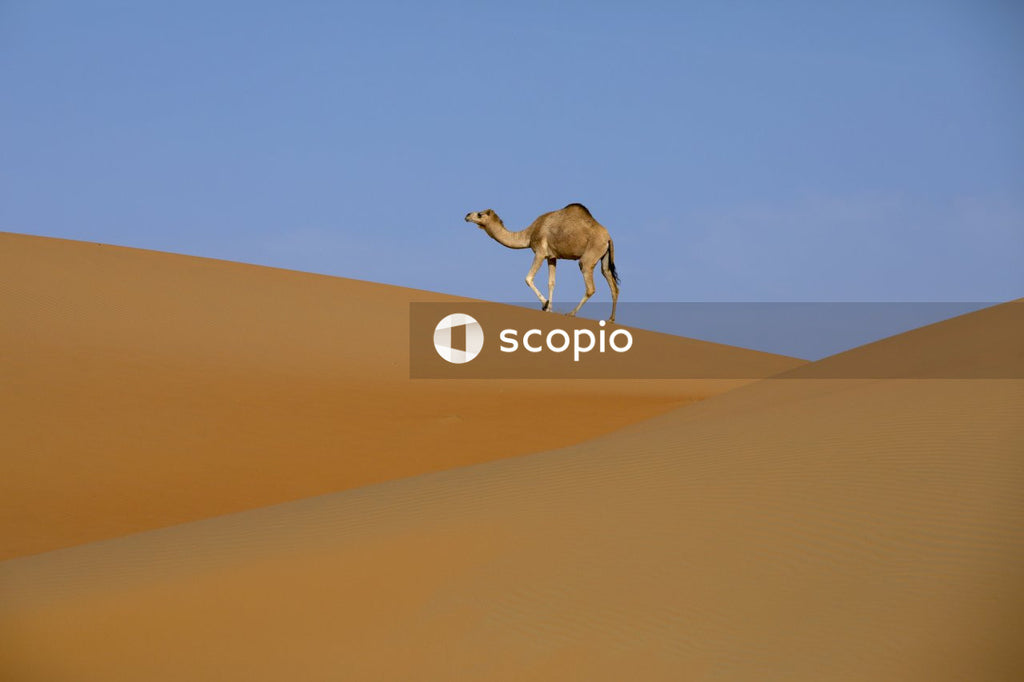 Camel walking on sand foreground under blue sky