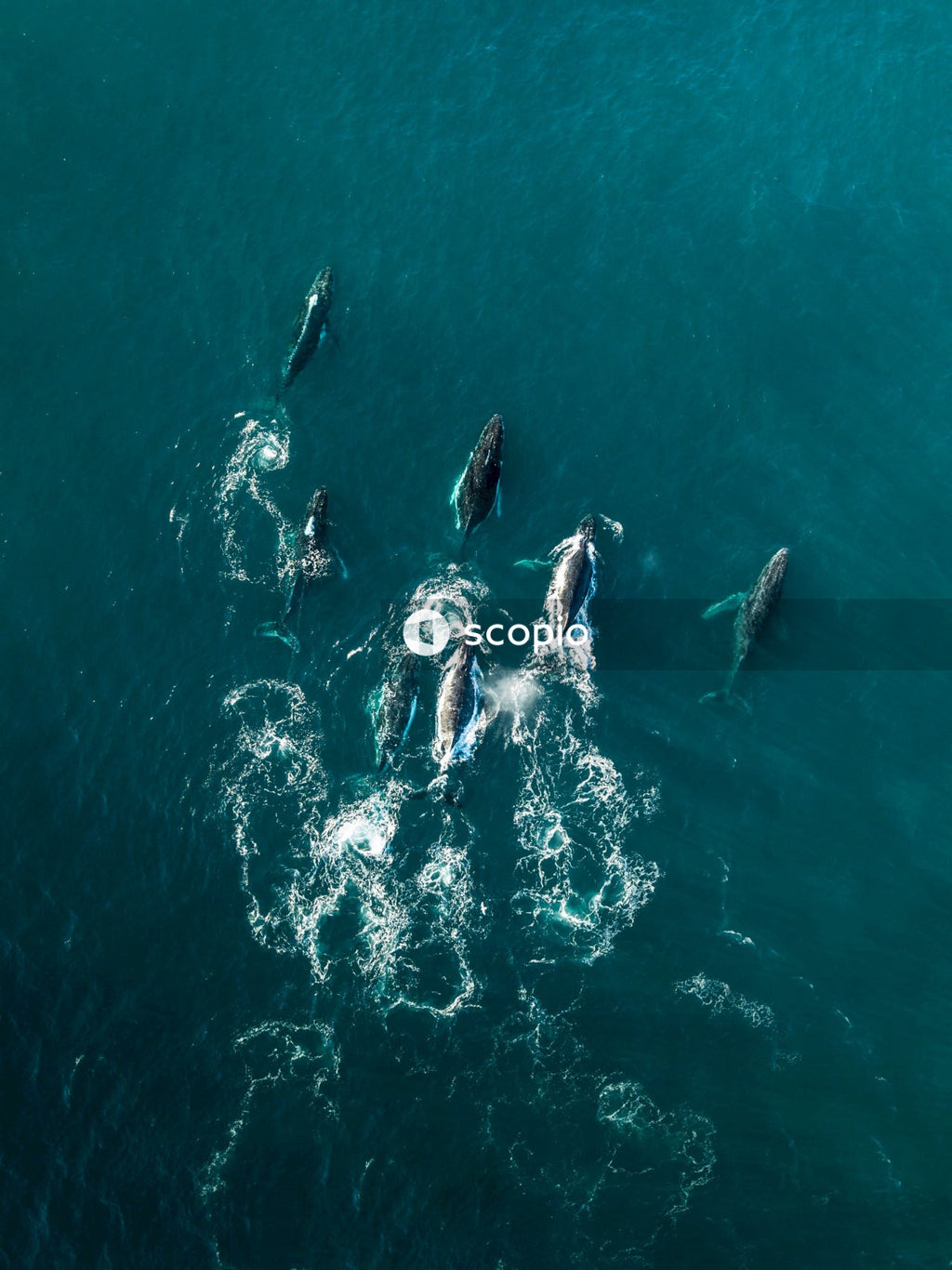 Aerial view of group of whales swimming in ocean