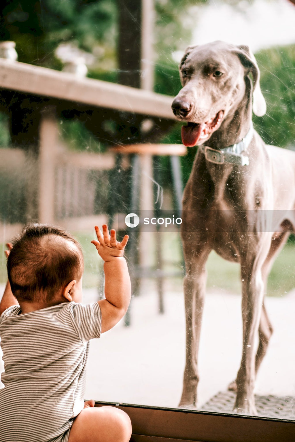 Girl in white shirt hugging gray short coated large dog