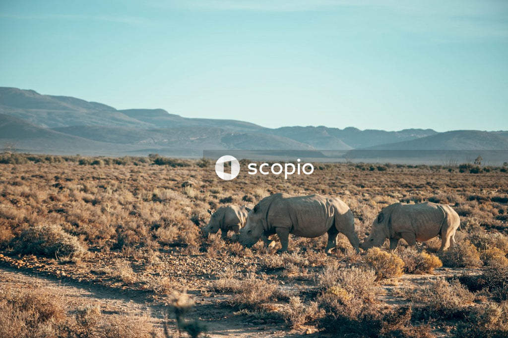 Crash of rhinoceros on brown field
