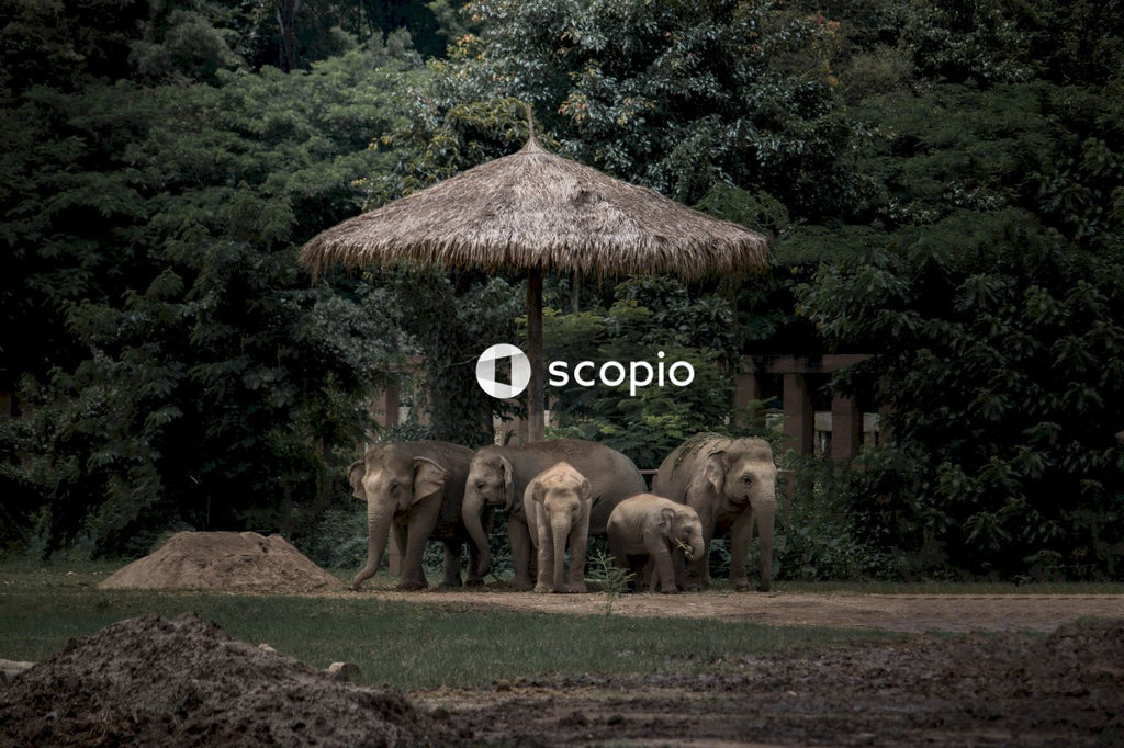 Group of Elephants Standing under straw umbrella near Forest 