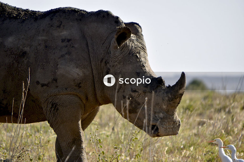 Grey rhinoceros walking on grass field