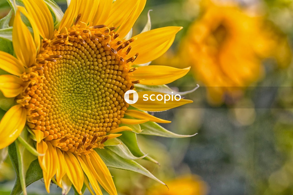 Yellow bloomed sunflower in close up