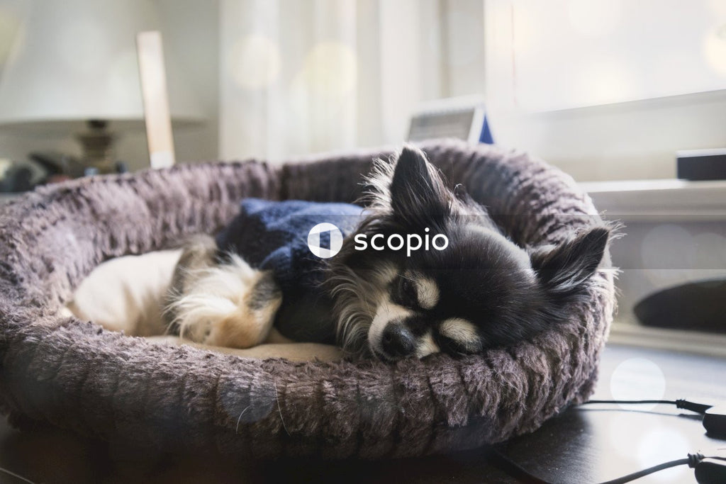 Chihuahua lying on pet bed