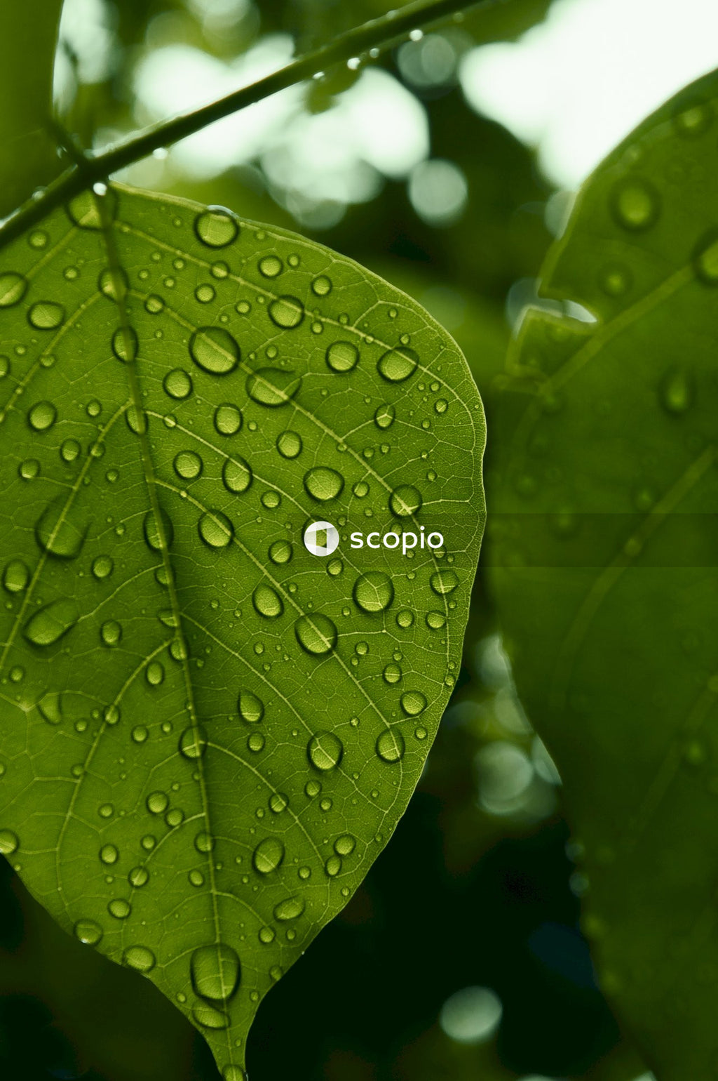Water droplets on green leaf